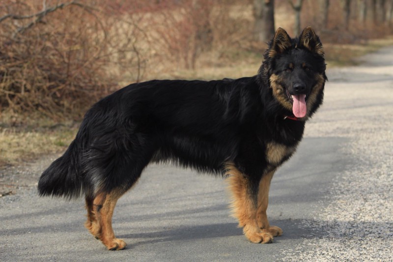 Dog Photo