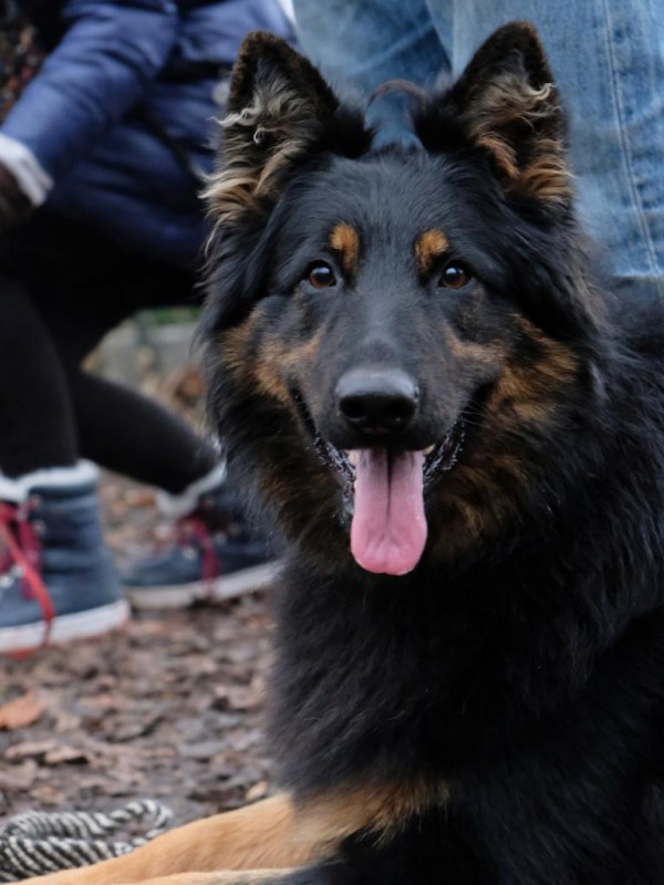 Dog Photo