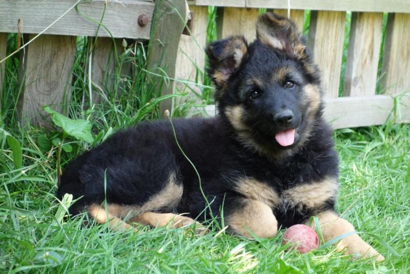 Dog Photo