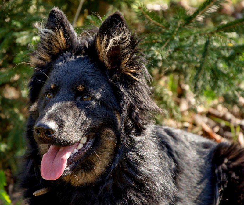Dog Photo