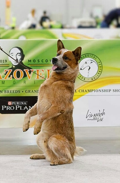 Dog Photo