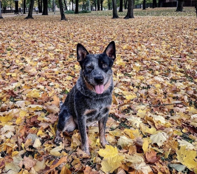 Dog Photo