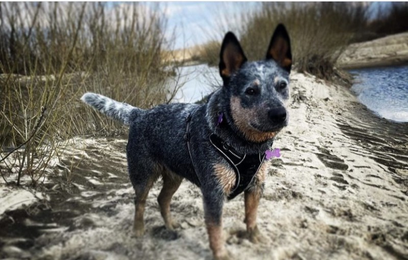 Dog Photo