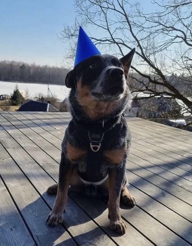 Dog Photo