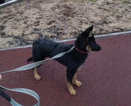 Dog Photo