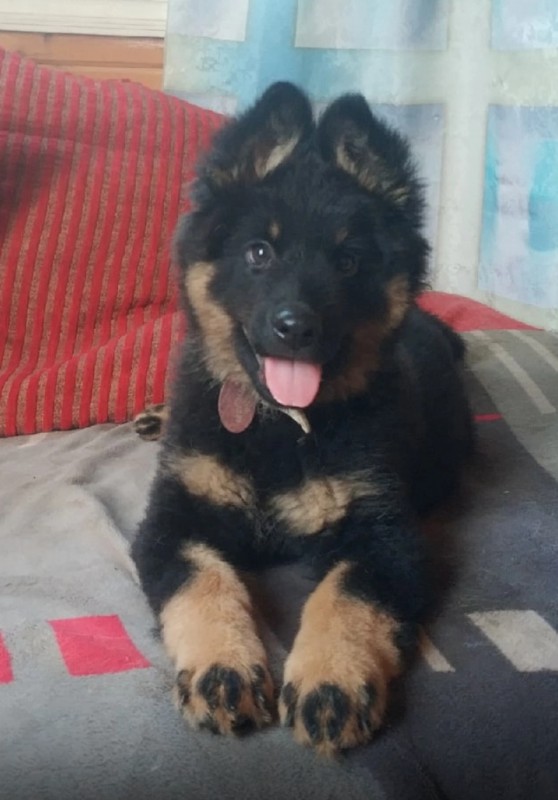 Dog Photo