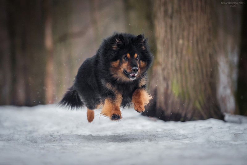 Dog Photo