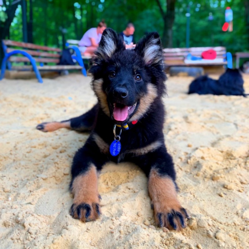 Dog Photo