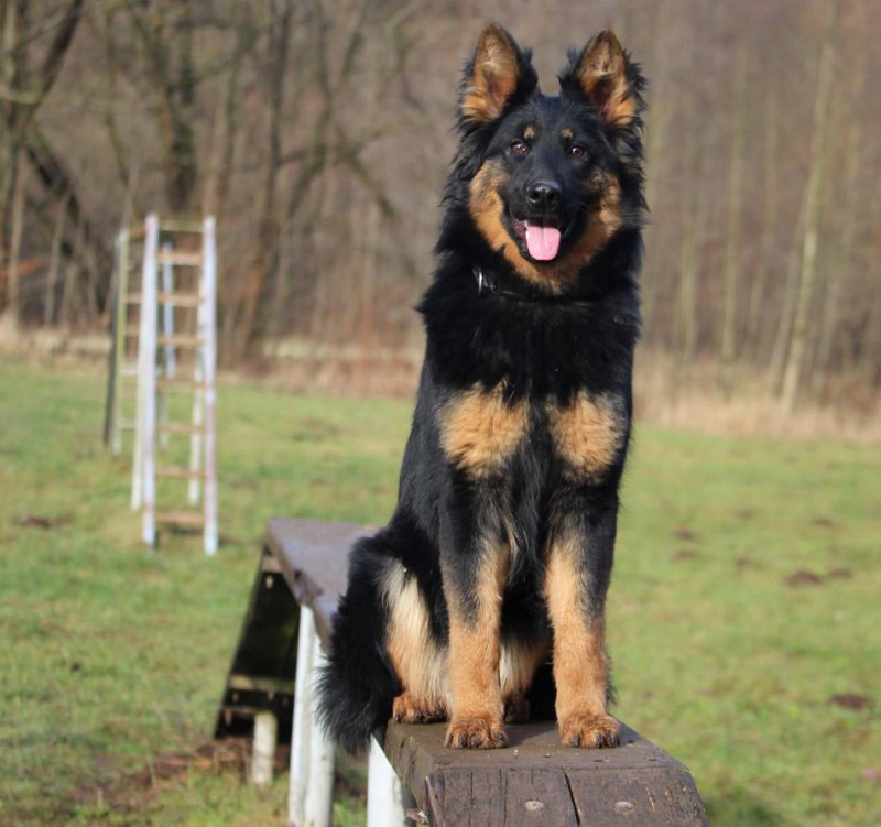 Dog Photo