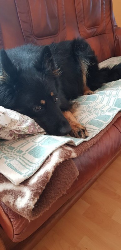 Dog Photo