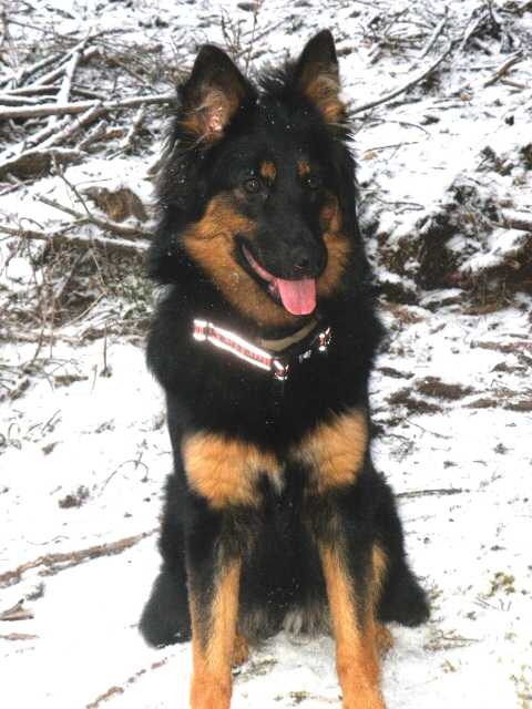 Dog Photo