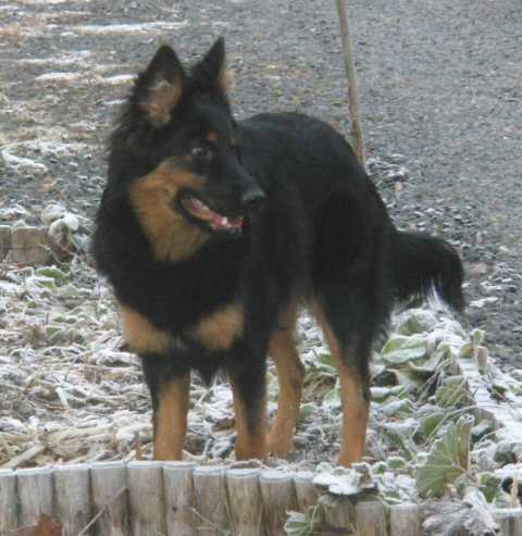 Dog Photo