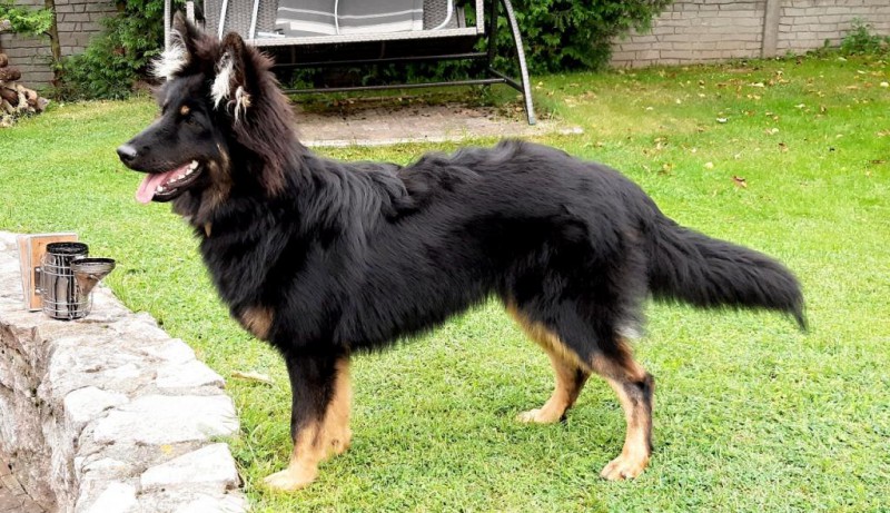 Dog Photo