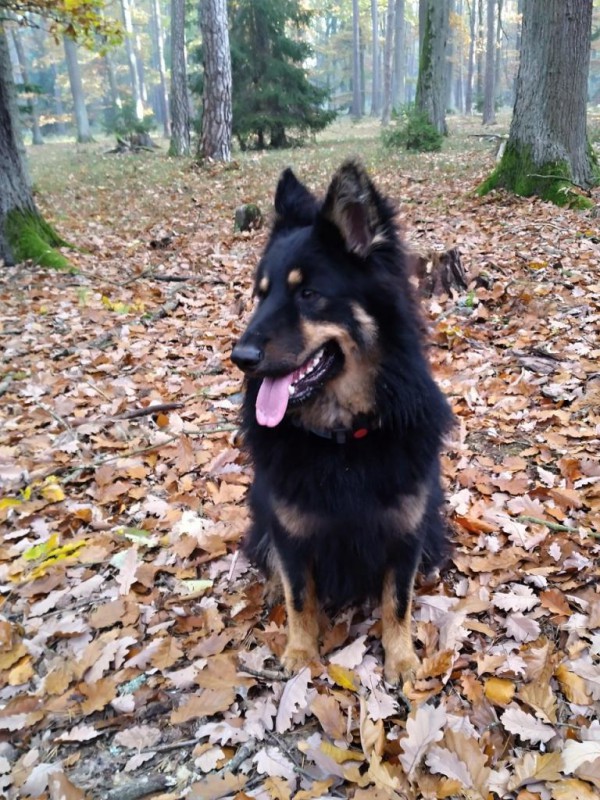 Dog Photo