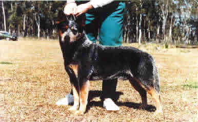 Dog Photo