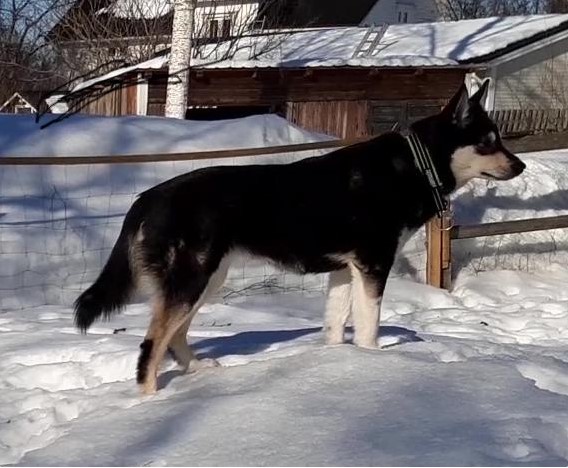 Dog Photo
