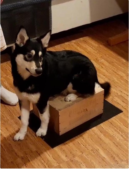 Dog Photo