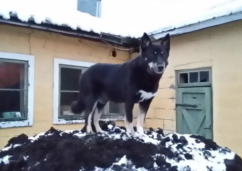 Dog Photo