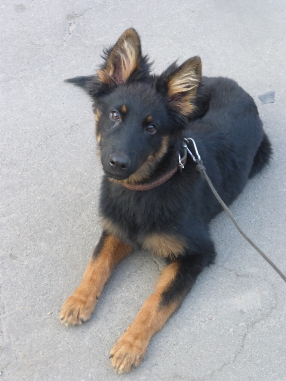 Dog Photo