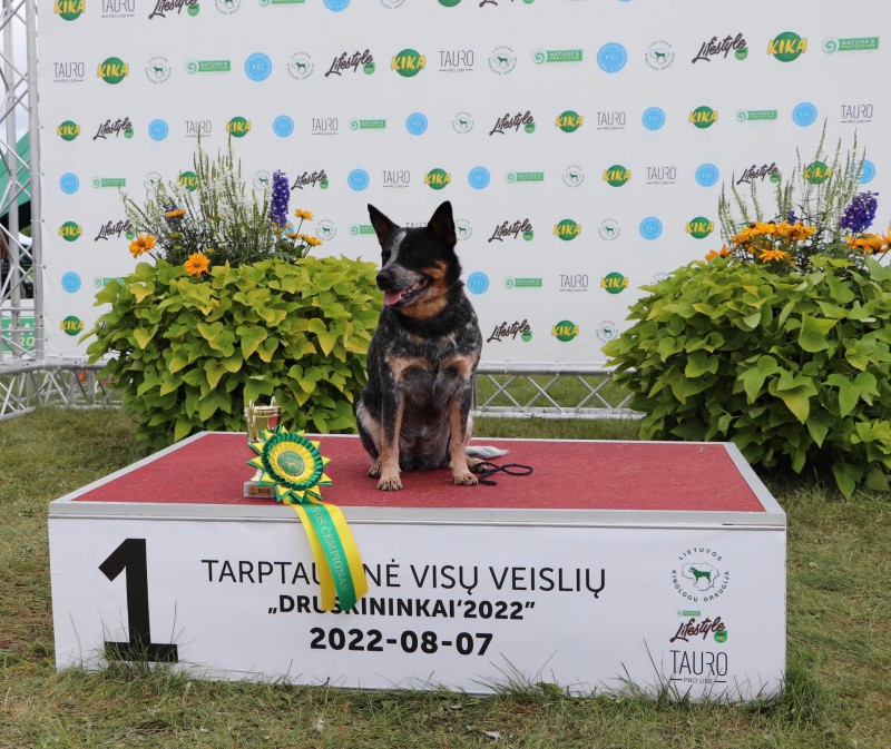 Dog Photo