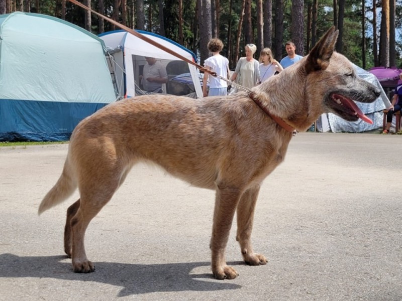 Dog Photo