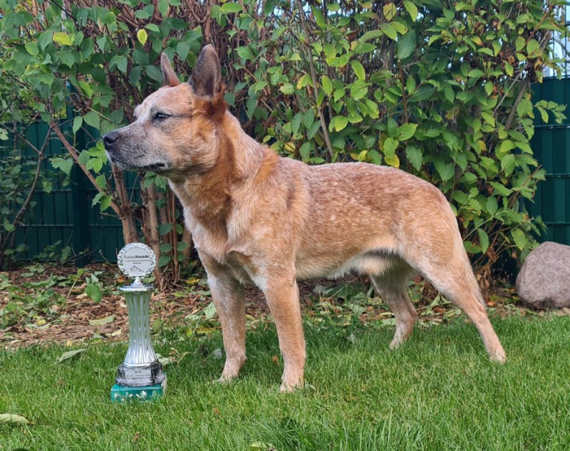 Dog Photo