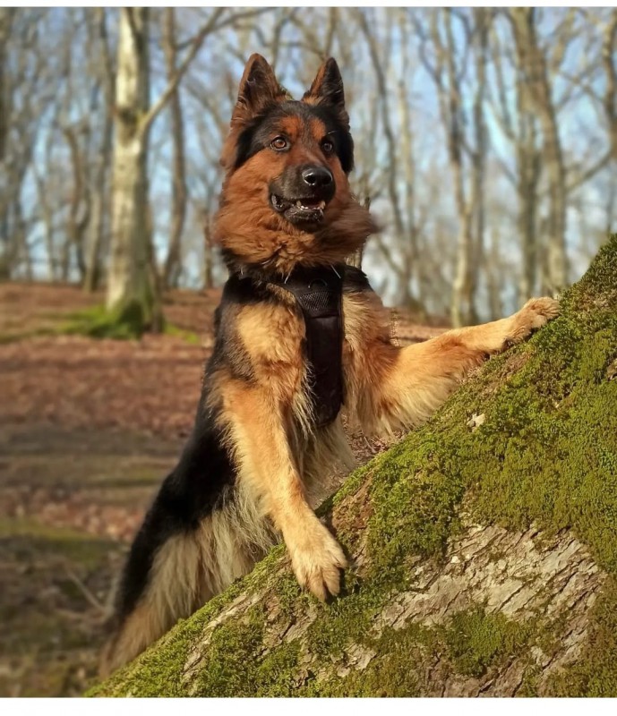 Dog Photo