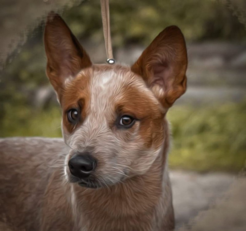 Dog Photo