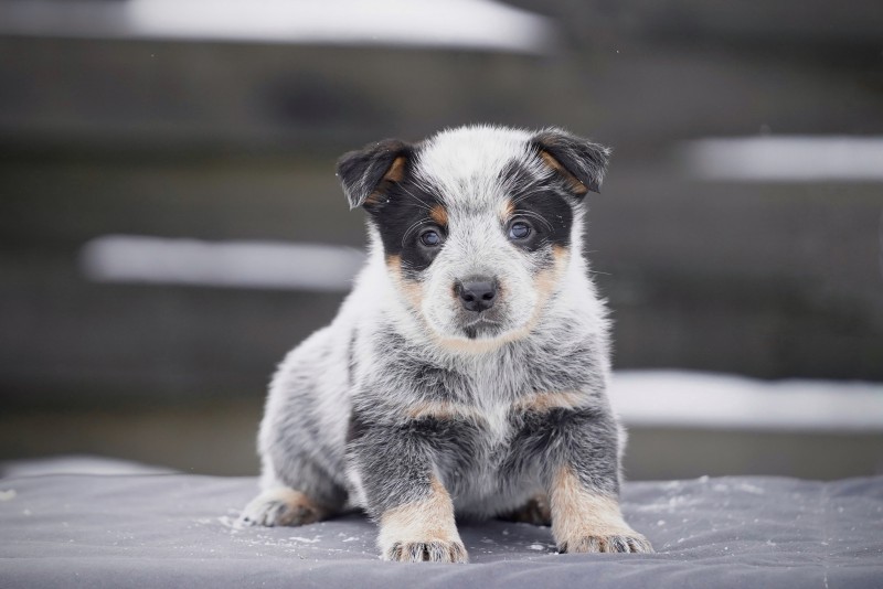 Dog Photo