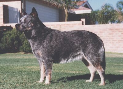 Dog Photo
