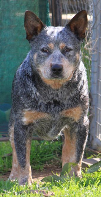 Dog Photo