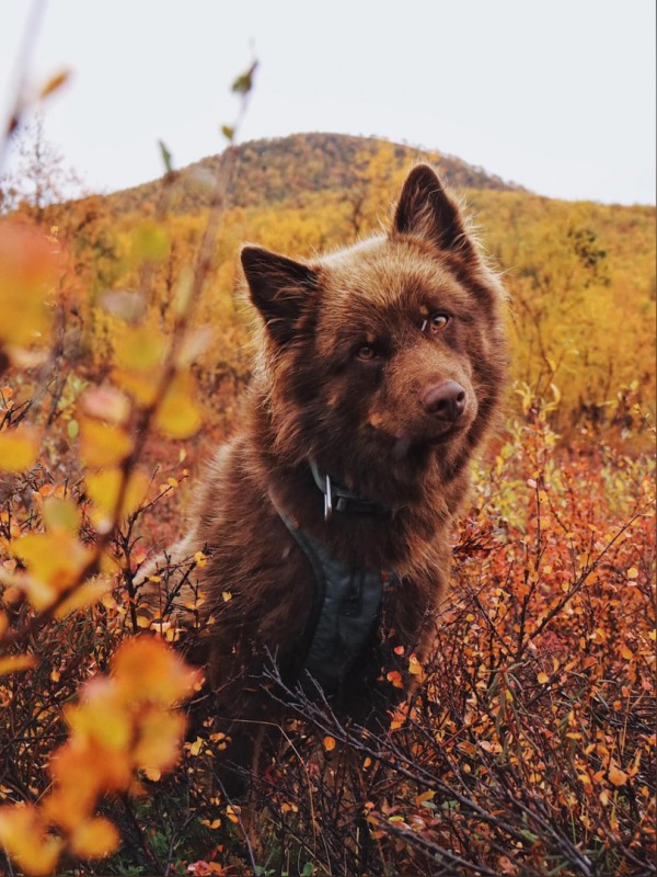 Dog Photo