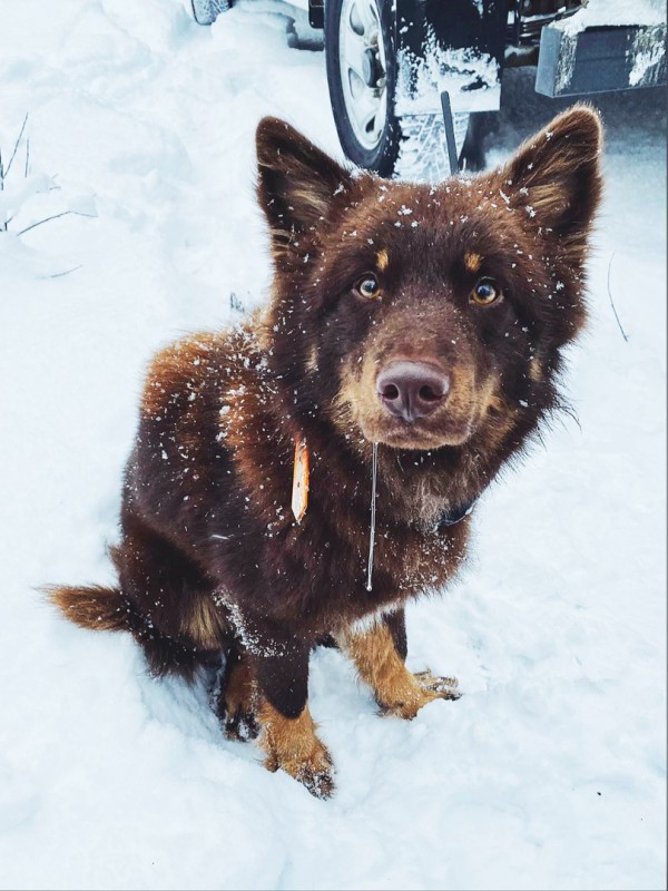 Dog Photo