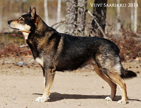 Dog Photo