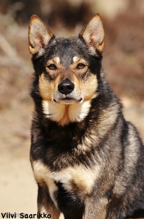 Dog Photo