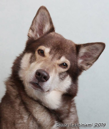 Dog Photo