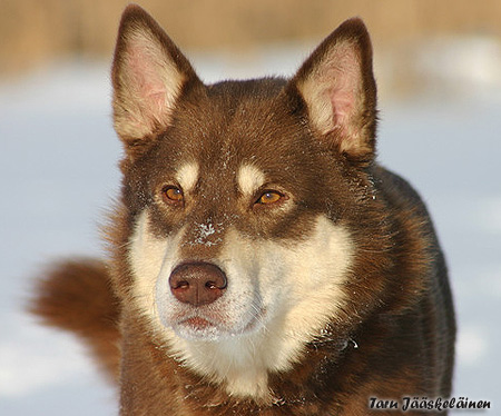 Dog Photo
