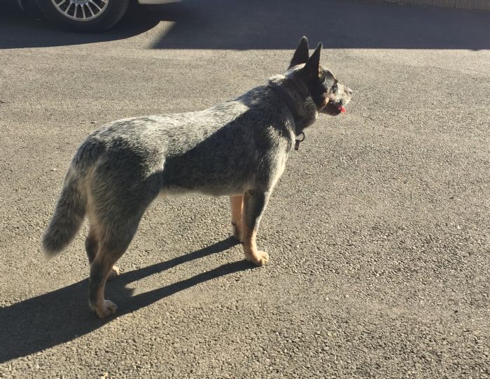 Dog Photo