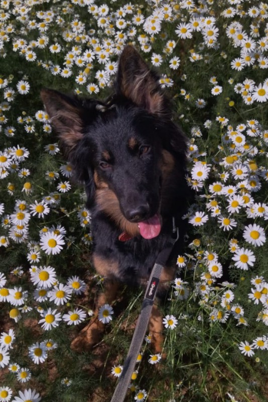 Dog Photo