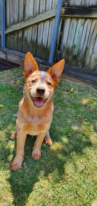 Dog Photo