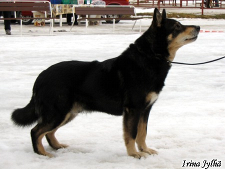 Dog Photo