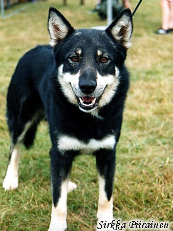 Dog Photo