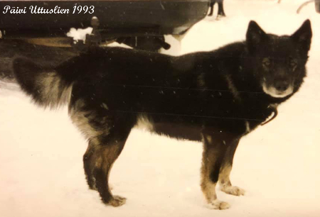 Dog Photo