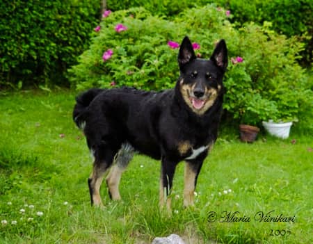 Dog Photo