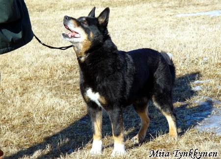Dog Photo