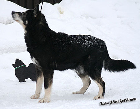 Dog Photo