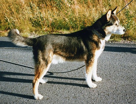 Dog Photo
