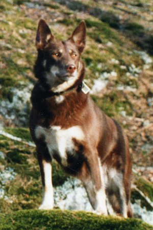 Dog Photo