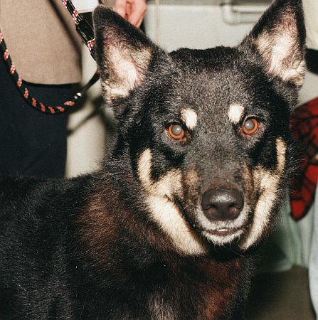 Dog Photo