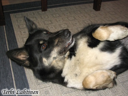Dog Photo